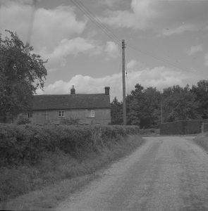 Honeysuckle predecessor B’shaw 1952