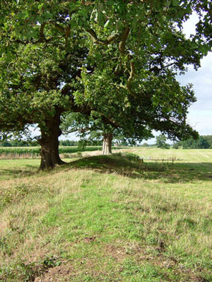 Part of the pale, the ditch and bank which enclosed deer in Hamstead Park in medieval times